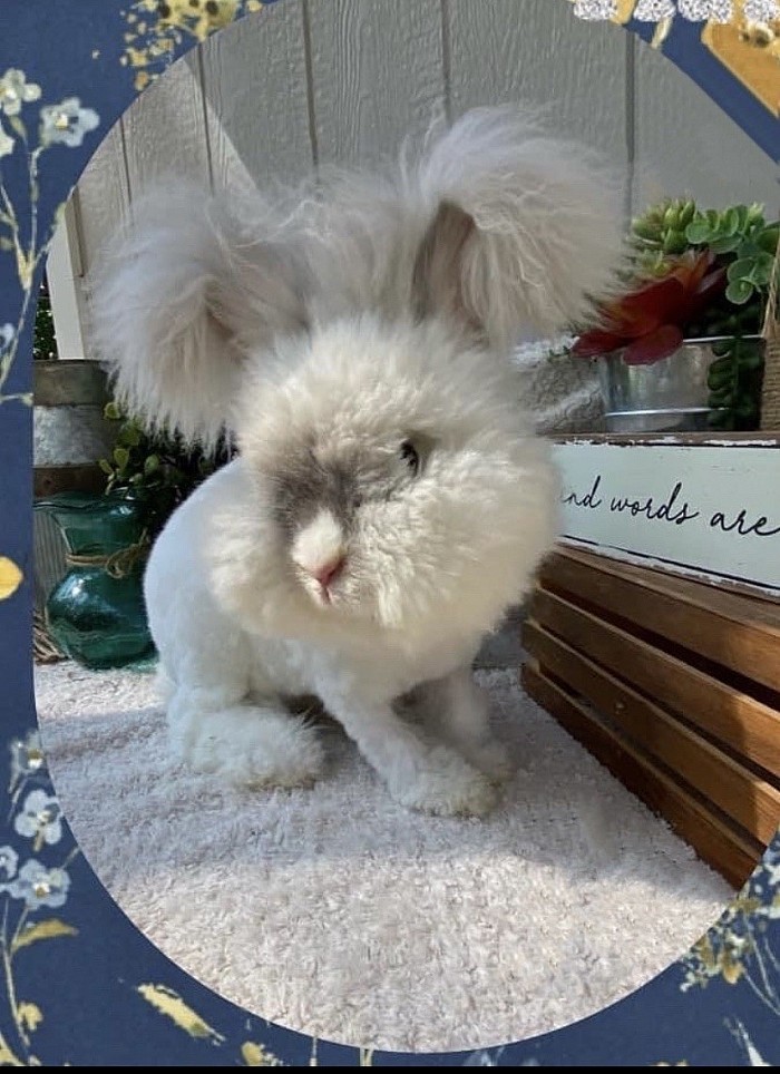 English Angora ( Vienna Marked Pearl)
