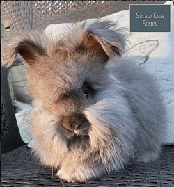 English Angora (Chocolate)