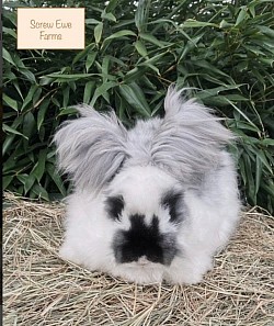 English Angora ( Butterfly Faced , Broken Black)