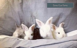 English Angora (Sable,Blue magpie , Black, Ermine, Broken Magpie )