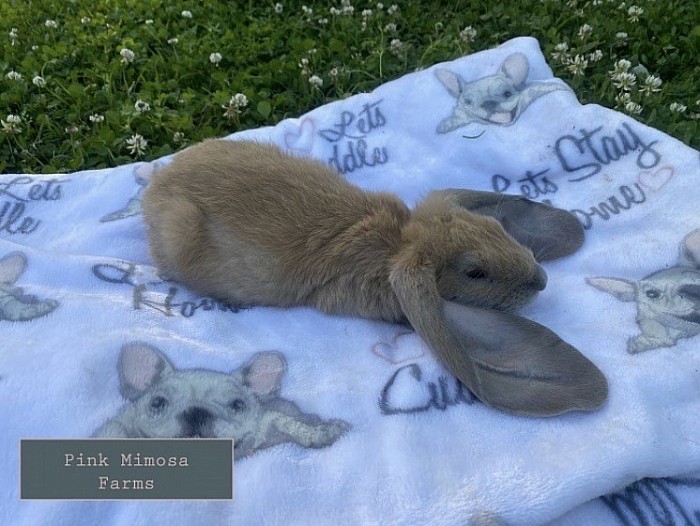 English Lop -Tort Doe