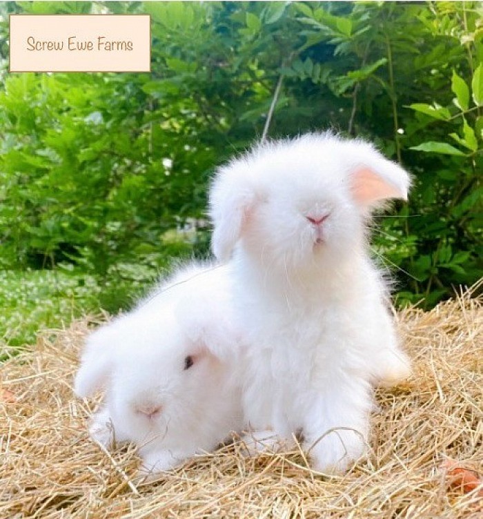REW Lambkin/Teddy Widder Bunnies