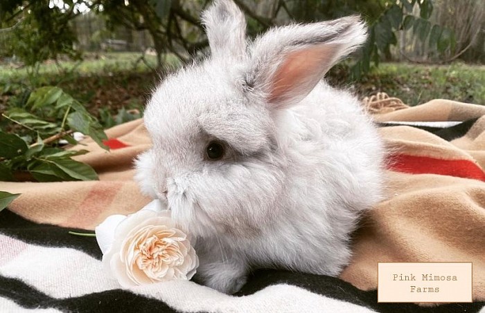 English Angora ( Chocolate Chin)