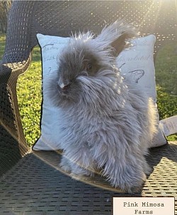 English Angora (Chocolate)