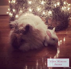 English Angora ( Black Tort , Red Eyed White)