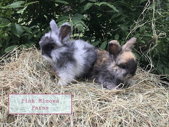 English Angora( Black Magpie, Harli)