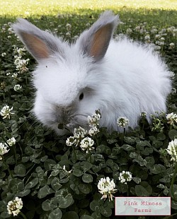 English Angora ( Pearl, Blue)