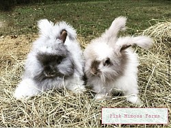 English Angora ( Black Magpie, Chocolate Magpie)