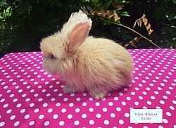 English Angora (Fox)