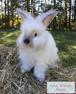 English Angora ( Pearl , Sable)