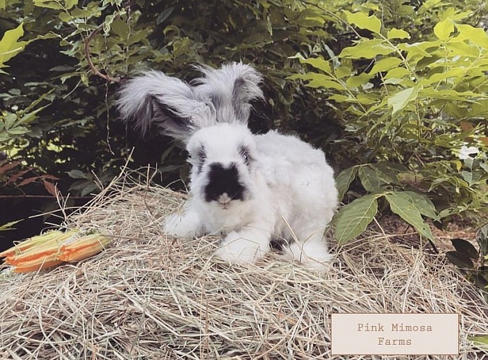 English Angora ( Butterfly Faced Broken Black)
