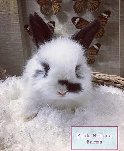 English Angora (Broken Black)