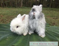Angora bunny( Broken Magpie, Blue Magpie)