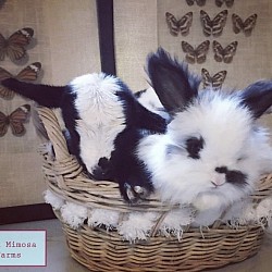 English Angora (Broken Black)