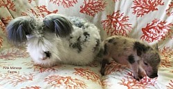 English Angora (Broken Blue)