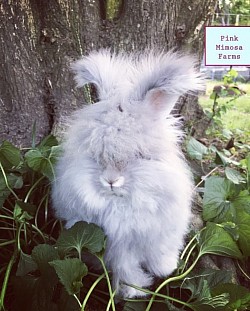 English Angora (Blue Chin)