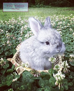 English Angora ( Blue Chin)
