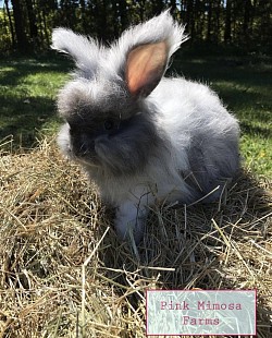 English Angora (Sable Magpie)
