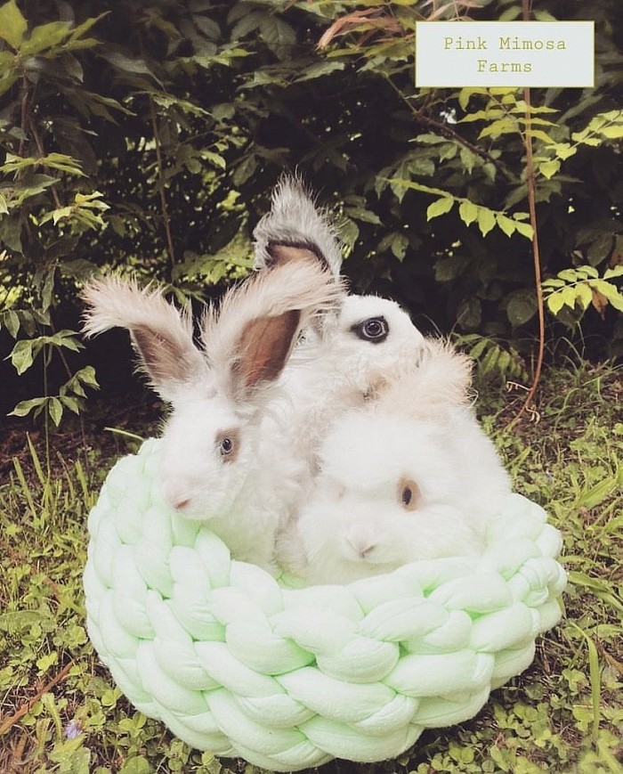 English Angora ( Broken Tort, Broken Black, Broken Fox)