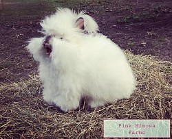 English Angora ( Pearl , Blue)