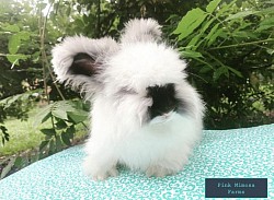 English Angora ( Butterfly Faced , Broken Black)