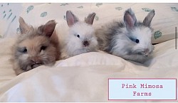 English Angora ( Harli, Pearl, Blue Magpie)