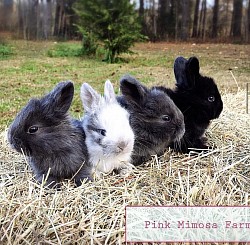 English Angora ( Black, Blue, Sable Magpie, Blue)
