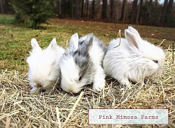 English Angora (Pearl , Blue Magpie, Pearl)
