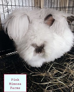 English Angora  ( Chocolate Pearl)