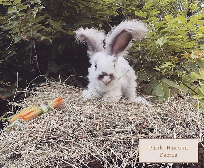 English Angora ( Butterfly Faced Broken Chocolate)