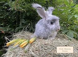 English Angora (Chinchilla)