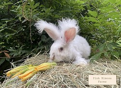 English Angora ( Chocolate Magpie)