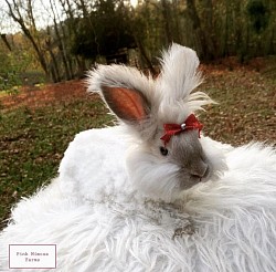 English Angora ( Blue Harli )