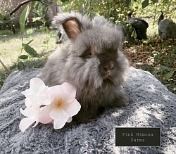 English Angora (Chocolate)