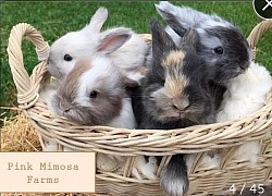 English Angora ( Pearl, Chocolate Magpie, Harli, Black Magpie)