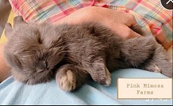 English Angora (Chocolate)