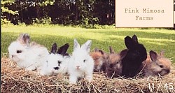 Broken Tort , Broken Black , Broken Blue , Tort , Tort , Black , Tort English Angora Bunny