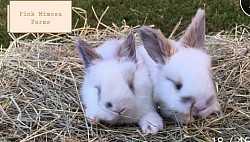 Broken Tort English Angora bunny