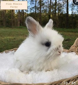 Broken Chinchilla English Angora bunny