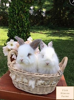 English Angora ( Broken Tort, Tri)