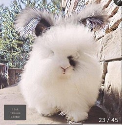 English Angora (Broken Blue)