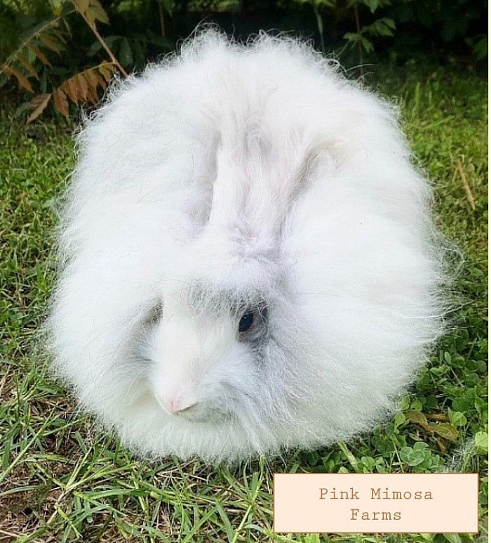 English Angora ( Blue Magpie)