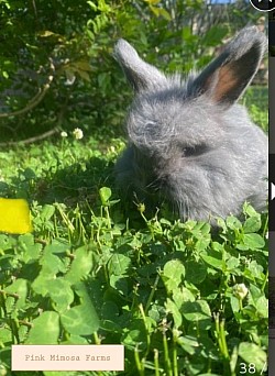 English Angora (Chocolate)