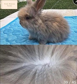 English Angora ( Light Blue Harli)