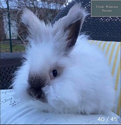 English Angora ( Chocolate Pearl)