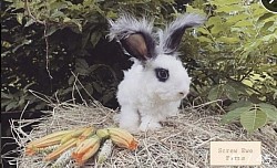 English Angora (Broken Black)