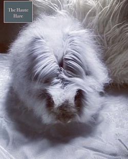English Angora (Chinchilla)