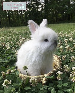 English Angora (Pearl, Blue)