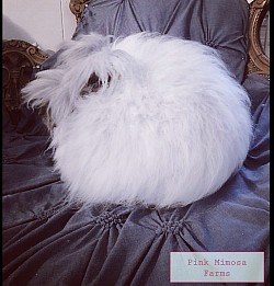 English Angora (Blue)