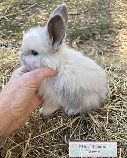 English Angora (Sable)